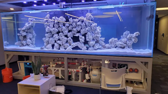 Picasso Exotic Aquatics Picture 8