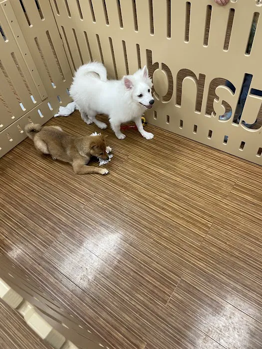 Petland Independence Picture 4