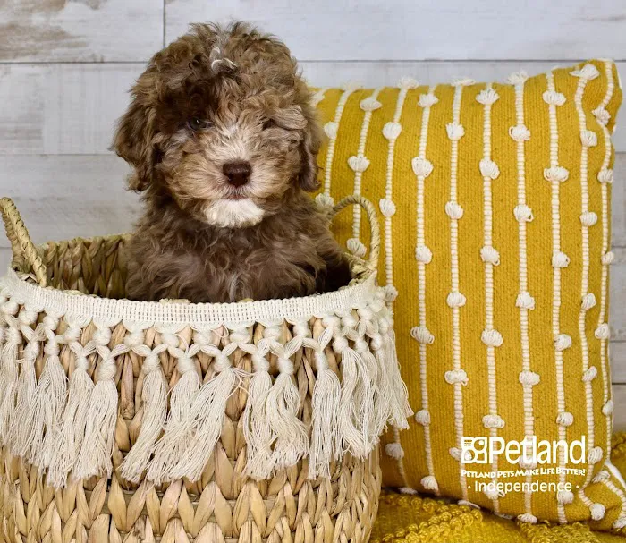 Petland Independence Picture 10