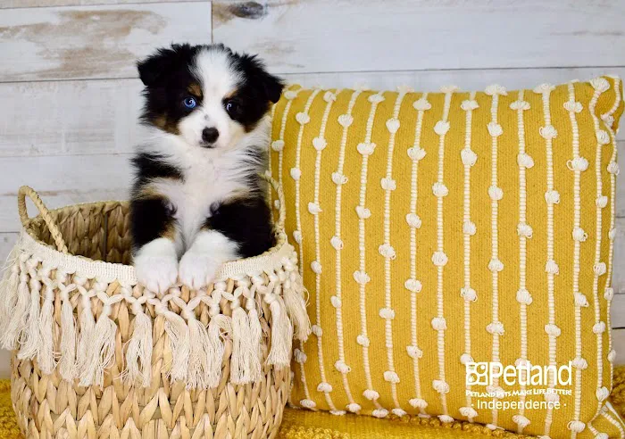 Petland Independence Picture 5