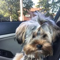 VCA Bristol Animal Hospital ico