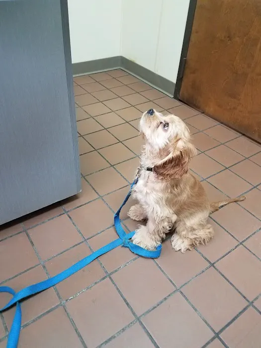 VCA Bristol Animal Hospital Picture 4