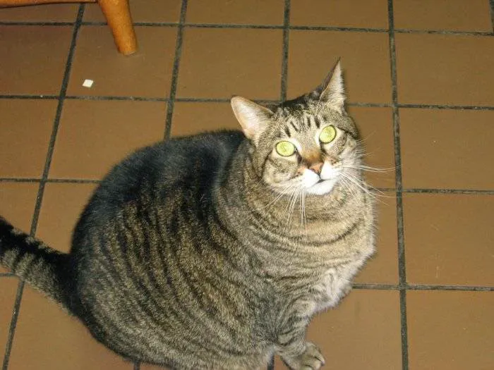 VCA Bristol Animal Hospital Picture 9