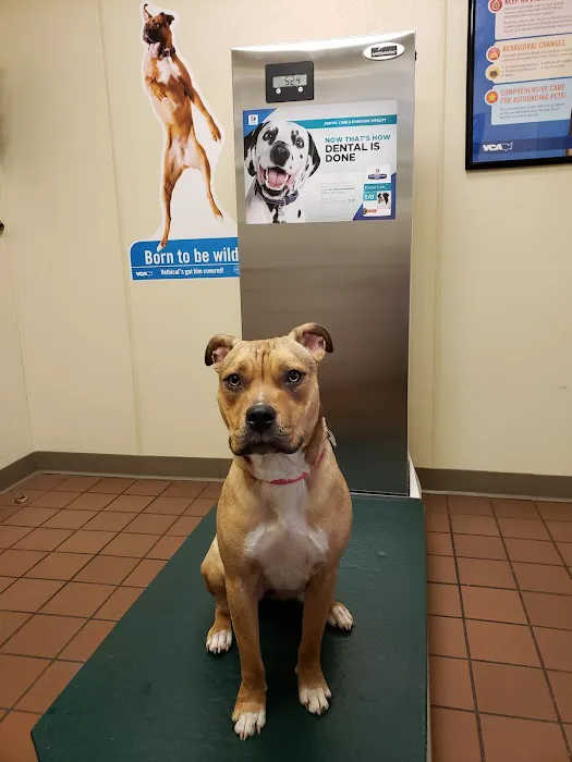 VCA Bristol Animal Hospital Picture 5