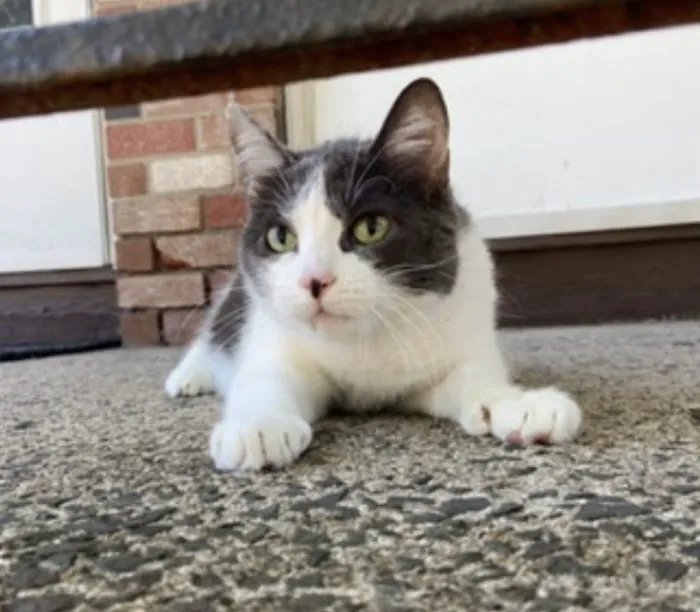 Mobile Pet Care Picture 2