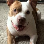 Mobile Pet Care