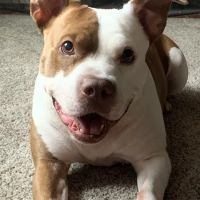 Mobile Pet Care ico