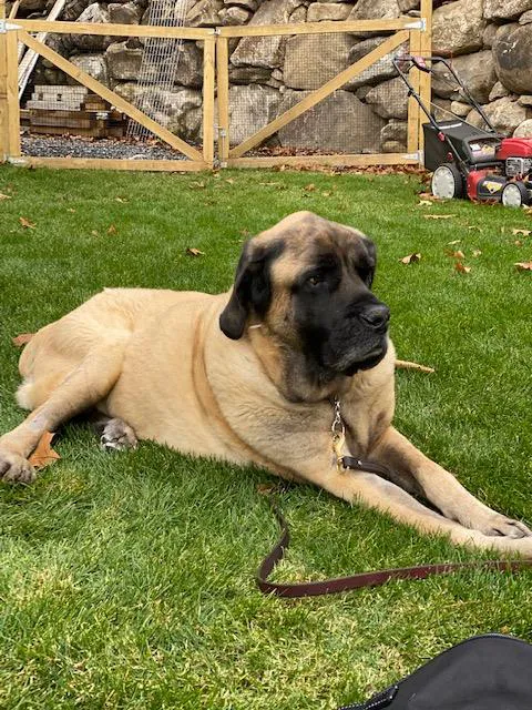Mobile Pet Care Picture 3