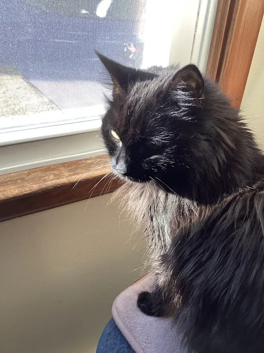 Mobile Pet Care Picture 8
