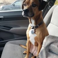 Wolcott Veterinary Clinic PC ico