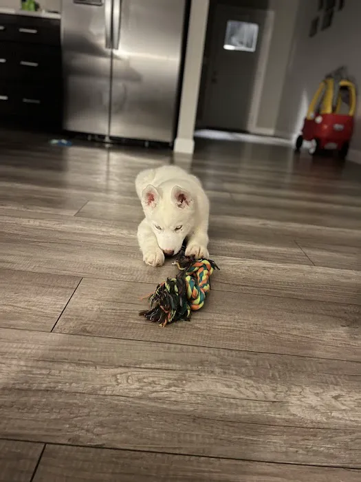 Petland Lee's Summit Picture 10