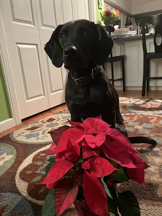 Canton Animal Hospital LLC Picture 7