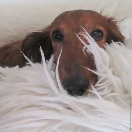 Canton Animal Hospital LLC Picture 1