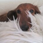 Canton Animal Hospital LLC