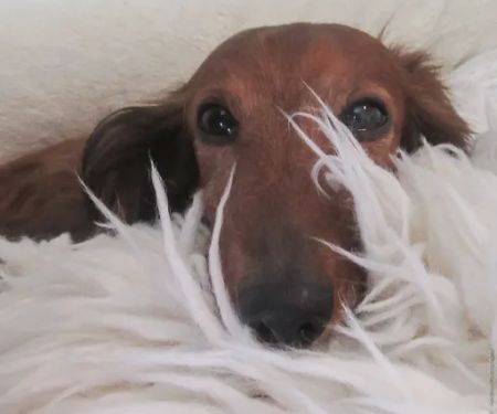 Canton Animal Hospital LLC