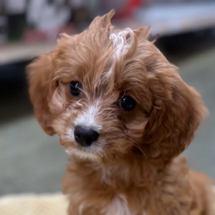 Petland Blue Springs Picture 4