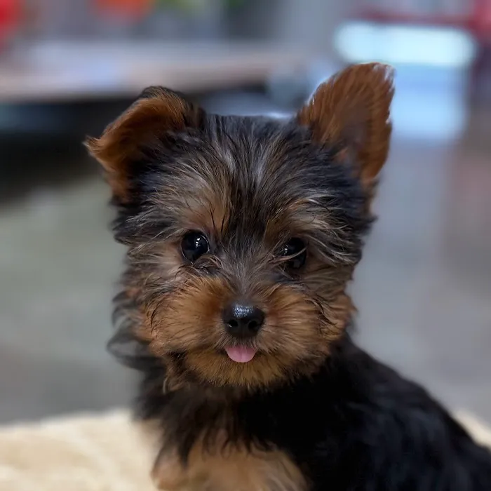 Petland Blue Springs Picture 9