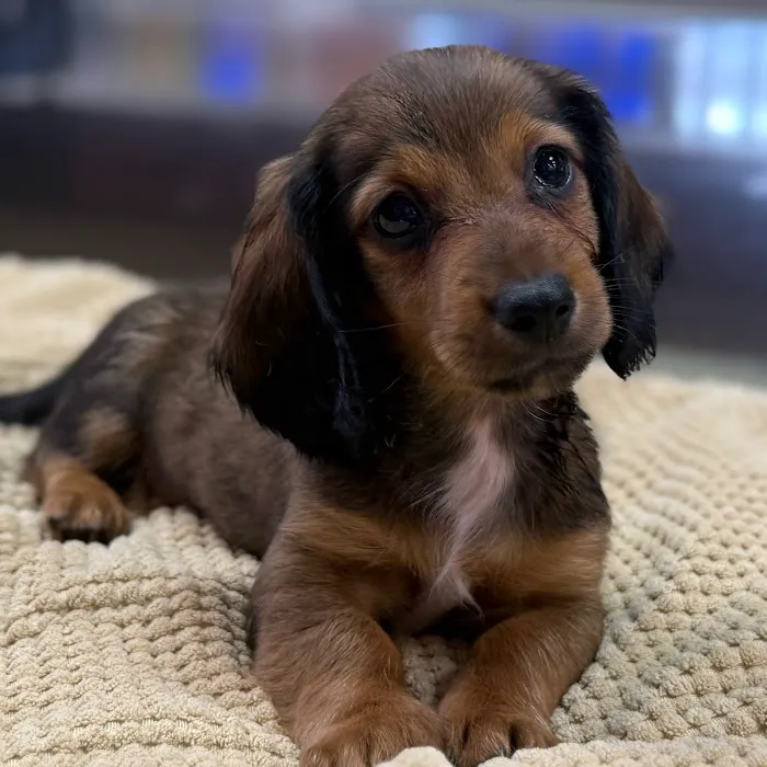 Petland Blue Springs Picture 6