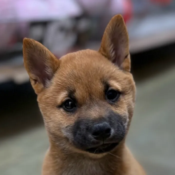 Petland Blue Springs Picture 8