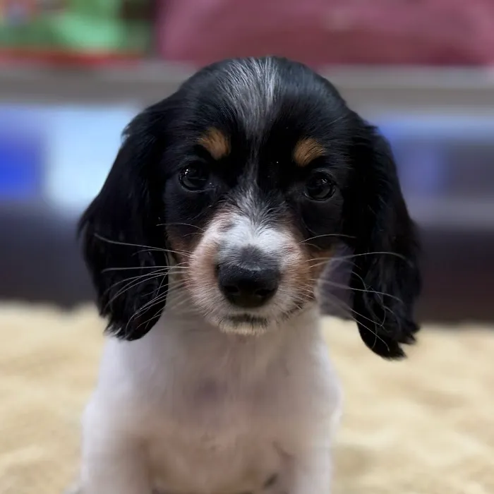 Petland Blue Springs Picture 5