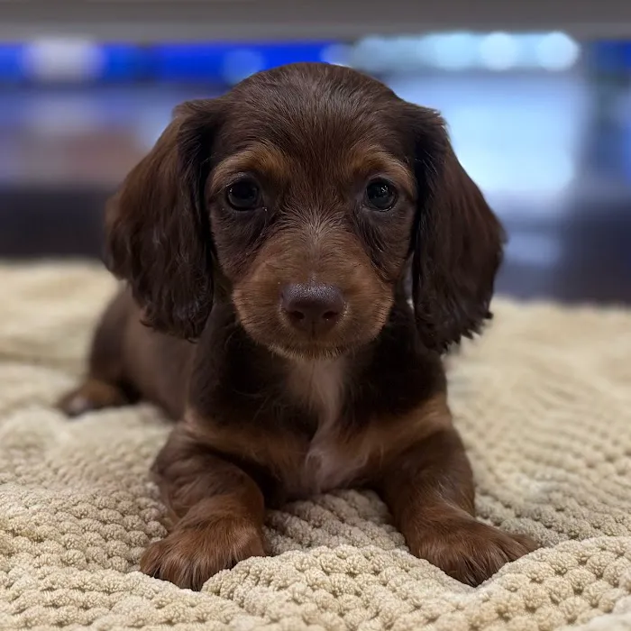 Petland Blue Springs Picture 10