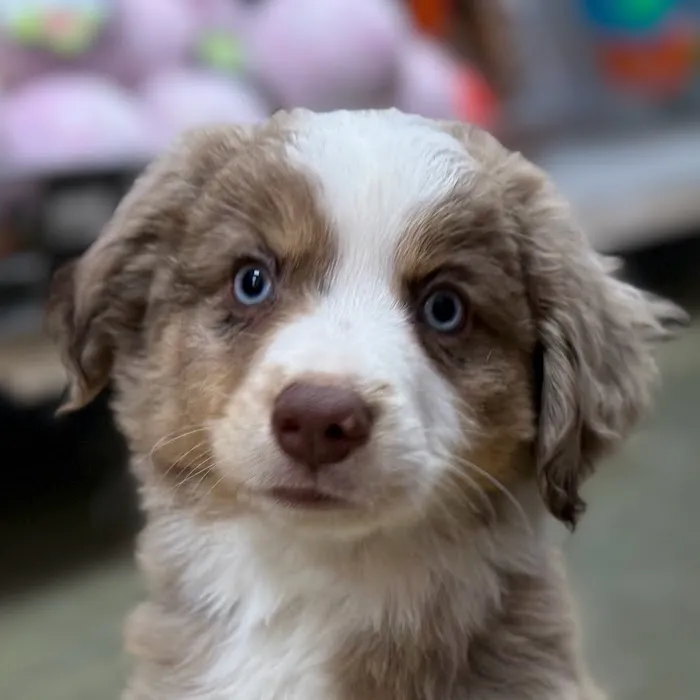 Petland Blue Springs Picture 7