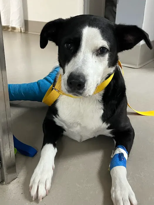 Leshem Veterinary Surgery Picture 4