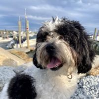 Leshem Veterinary Surgery ico