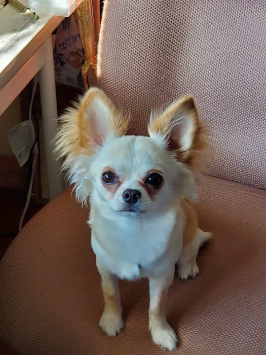 Leshem Veterinary Surgery Picture 9