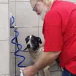 Pet Supplies Plus Kansas City (Lee's Summit)