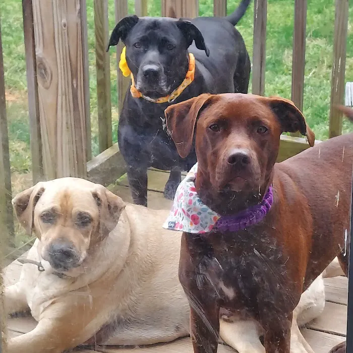 Roaring Brook Veterinary Hospital Picture 1