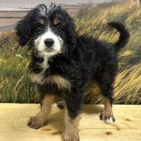 Summit Zoo Pets ico
