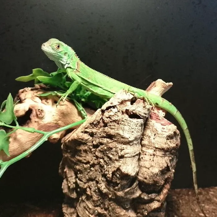 Summit Zoo Pets Picture 3