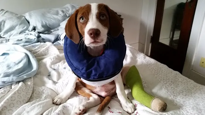 The Animal Hospital Picture 6