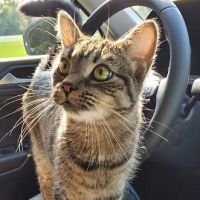 The Animal Hospital ico