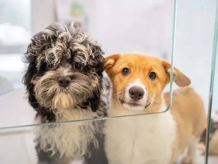 Petland Overland Park Picture 10