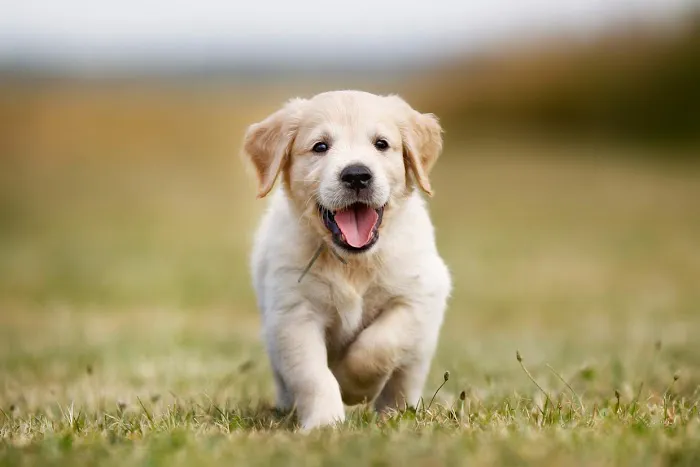Petland Overland Park Picture 6