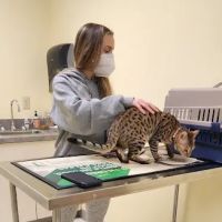 Canterbury Animal Hospital ico