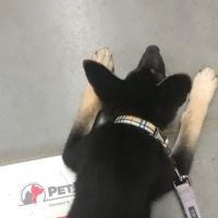 PetVet Vaccination Clinic ico