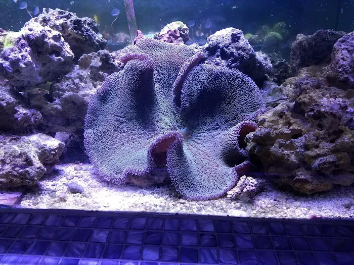Aquariums Wholesale Picture 10
