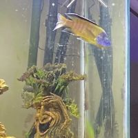Aquariums Wholesale ico