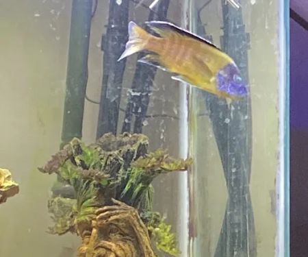 Aquariums Wholesale