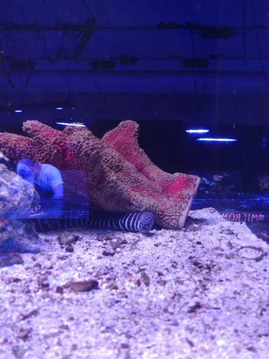 Aquariums Wholesale Picture 8