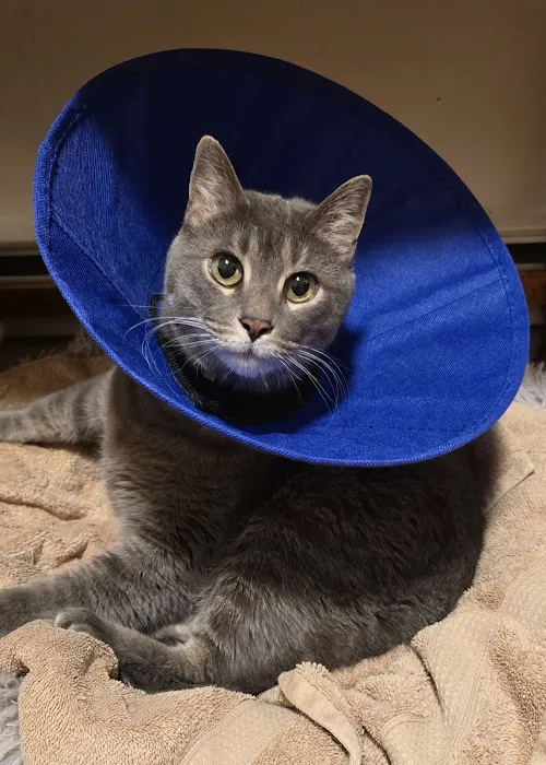 Just Cats Veterinary Clinic Picture 2
