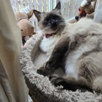 Just Cats Veterinary Clinic ico