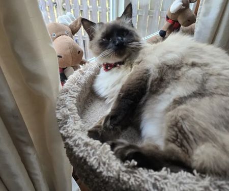 Just Cats Veterinary Clinic