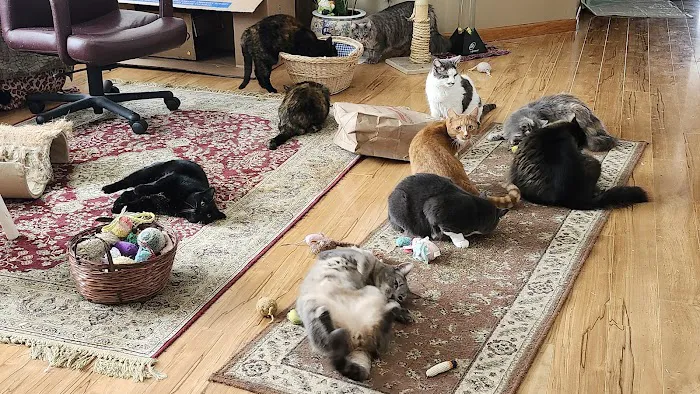 Just Cats Veterinary Clinic Picture 8