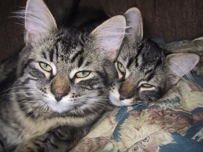 Just Cats Veterinary Clinic Picture 10