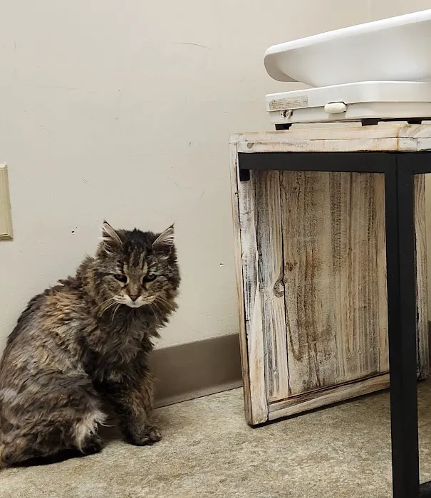 Just Cats Veterinary Clinic Picture 5