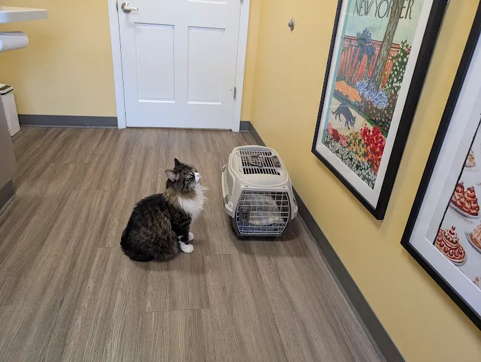 Just Cats Veterinary Clinic Picture 3